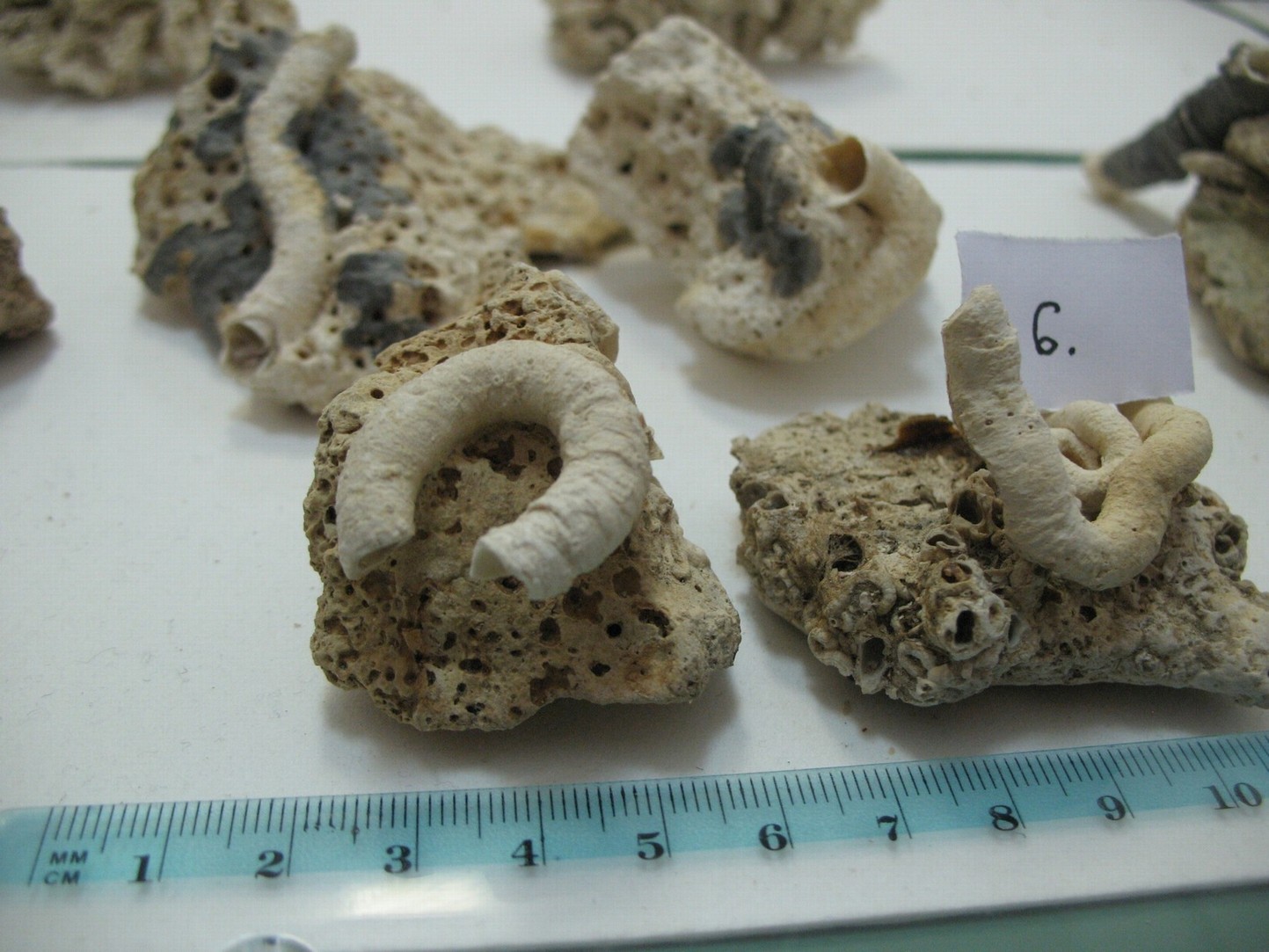 Vermes e Mollusca
